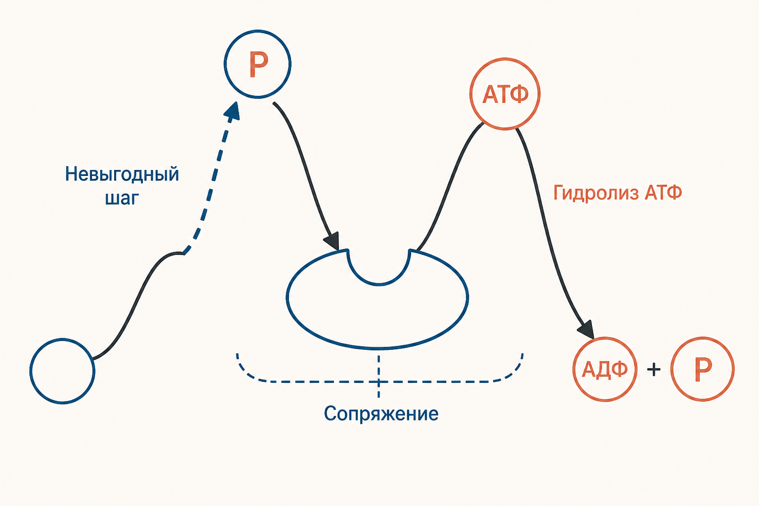 Сопряжение реакций: гидролиз АТФ через общий фосфорилированный промежуточный продукт делает невыгодную реакцию суммарно выгодной