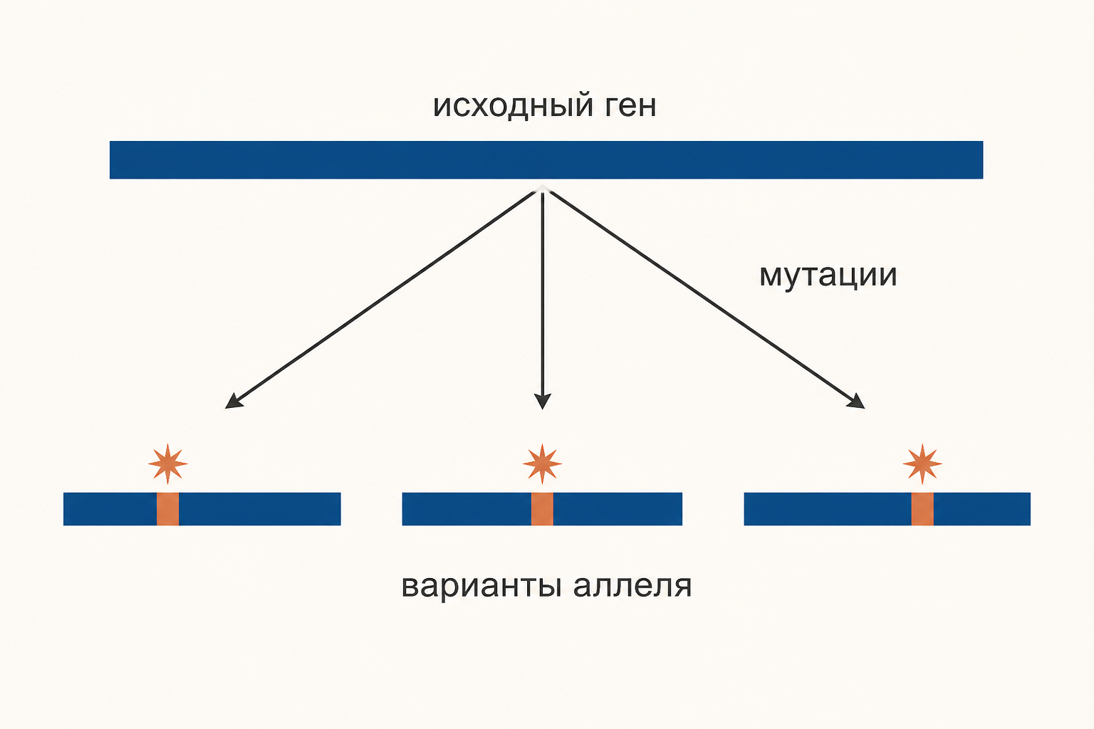 Схема происхождения серии аллелей: исходный ген и три его варианта, каждый с мутацией в своей точке последовательности