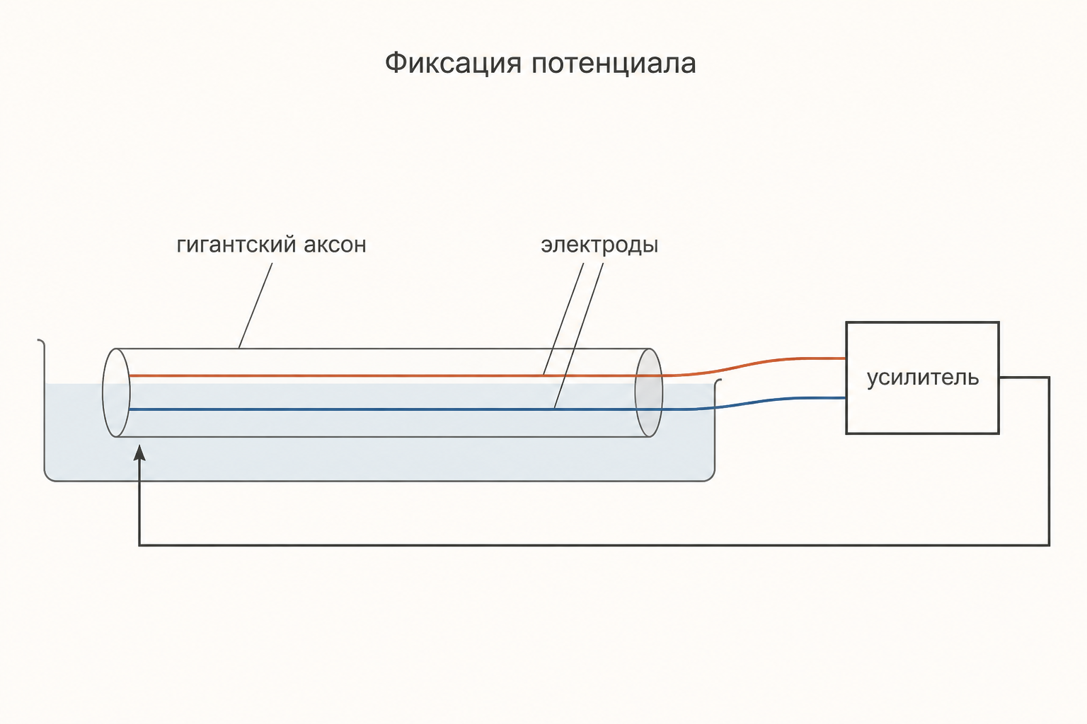 Схема фиксации потенциала: в гигантский аксон вдоль оси введены два электрода, усилитель с обратной связью удерживает потенциал постоянным