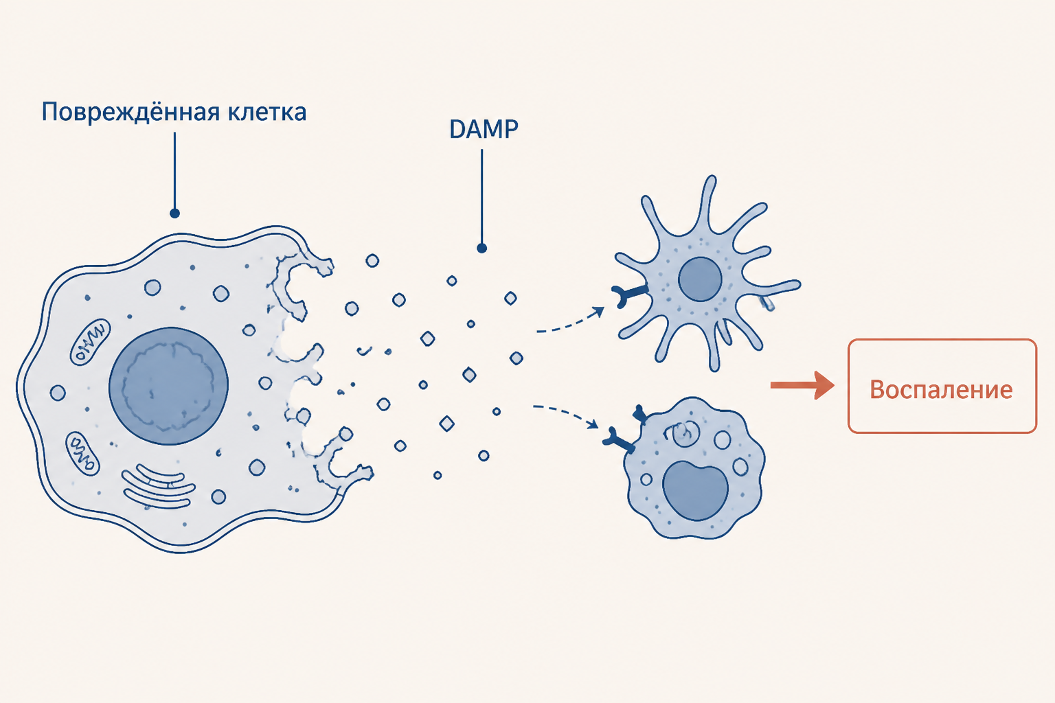 Повреждённая мембрана выпускает DAMP, которые поддерживают локальное воспаление