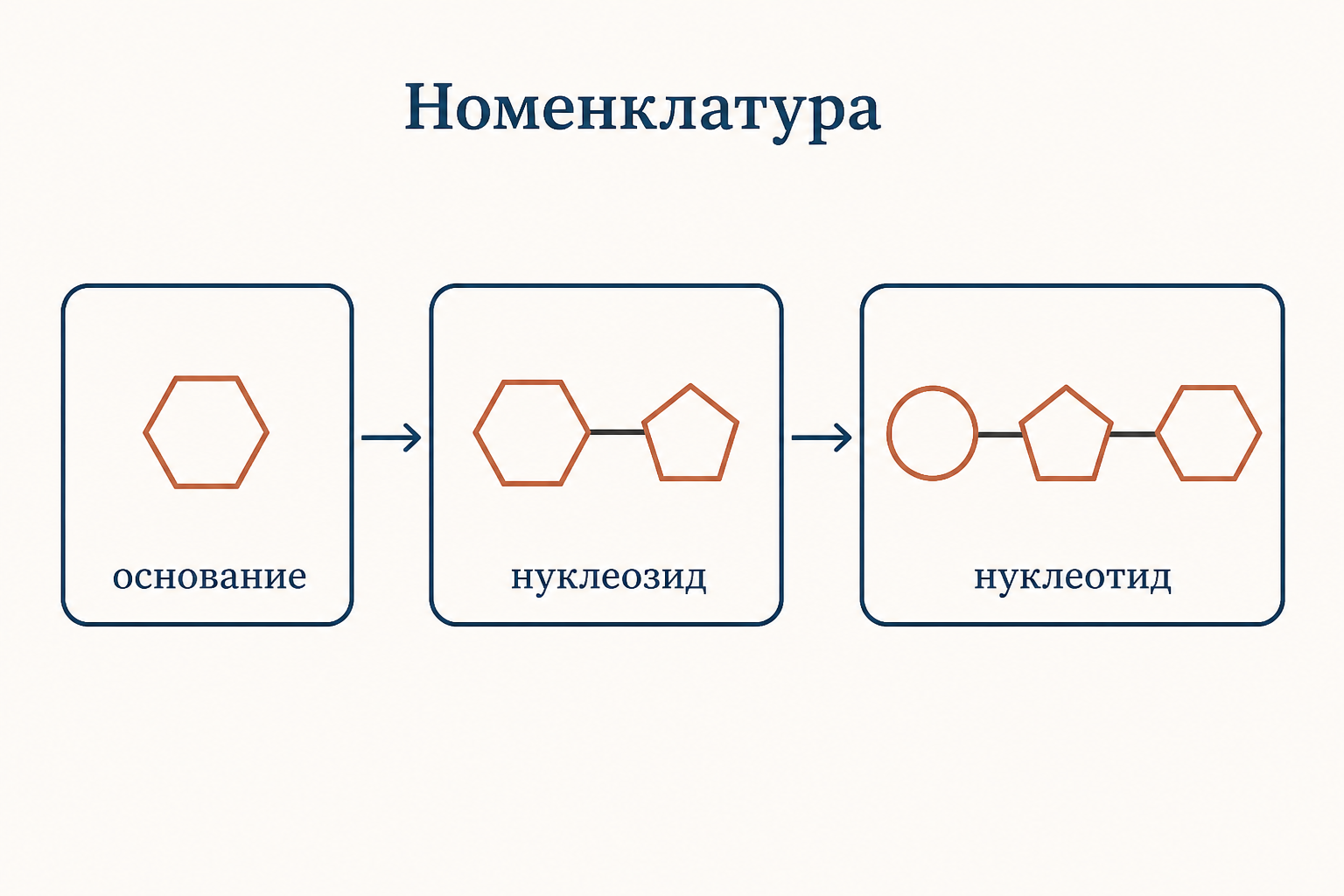 Ступени номенклатуры: основание превращается в нуклеозид, а затем в нуклеотид