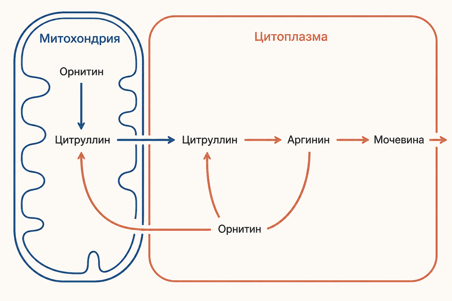 Схема орнитинового цикла в гепатоците: две реакции в митохондрии и три в цитоплазме приводят к образованию мочевины
