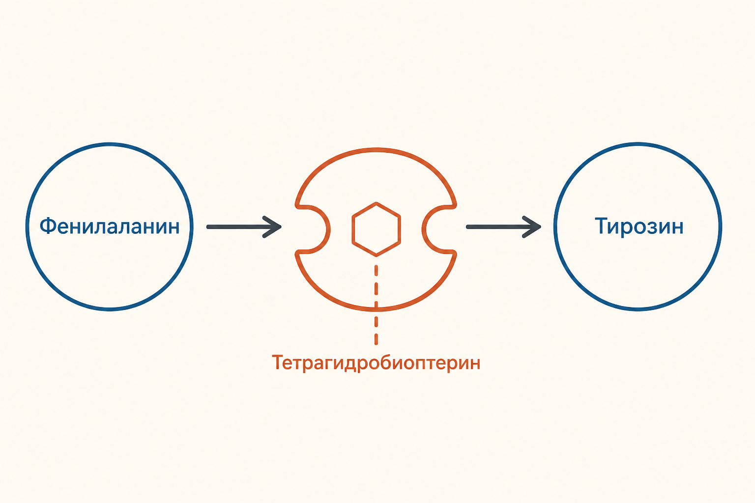 Схема первого этапа: фенилаланин через фермент и тетрагидробиоптерин превращается в тирозин