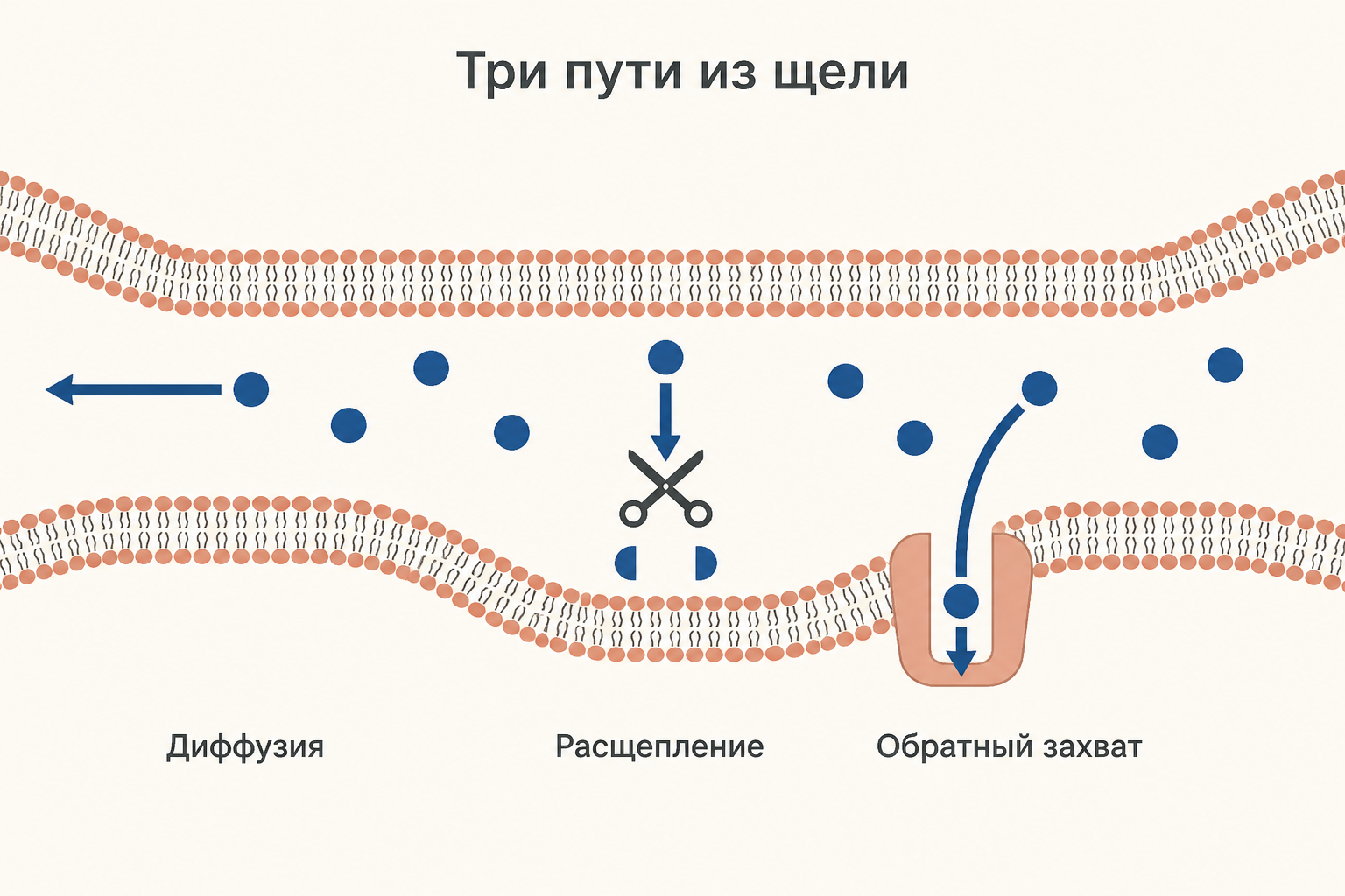 Схема синаптической щели с тремя путями удаления медиатора: диффузия в стороны, расщепление ферментом и обратный захват транспортёром пресинаптической мембраны