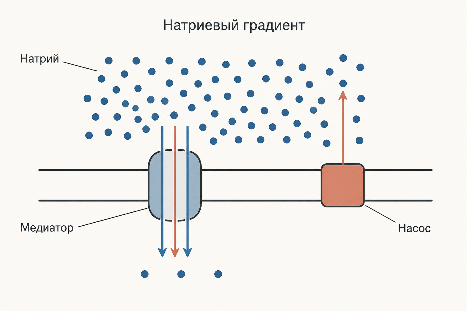 Схема мембраны: транспортёр переносит медиатор внутрь вместе с ионами натрия по их градиенту, а натрий-калиевый насос выкачивает натрий обратно наружу