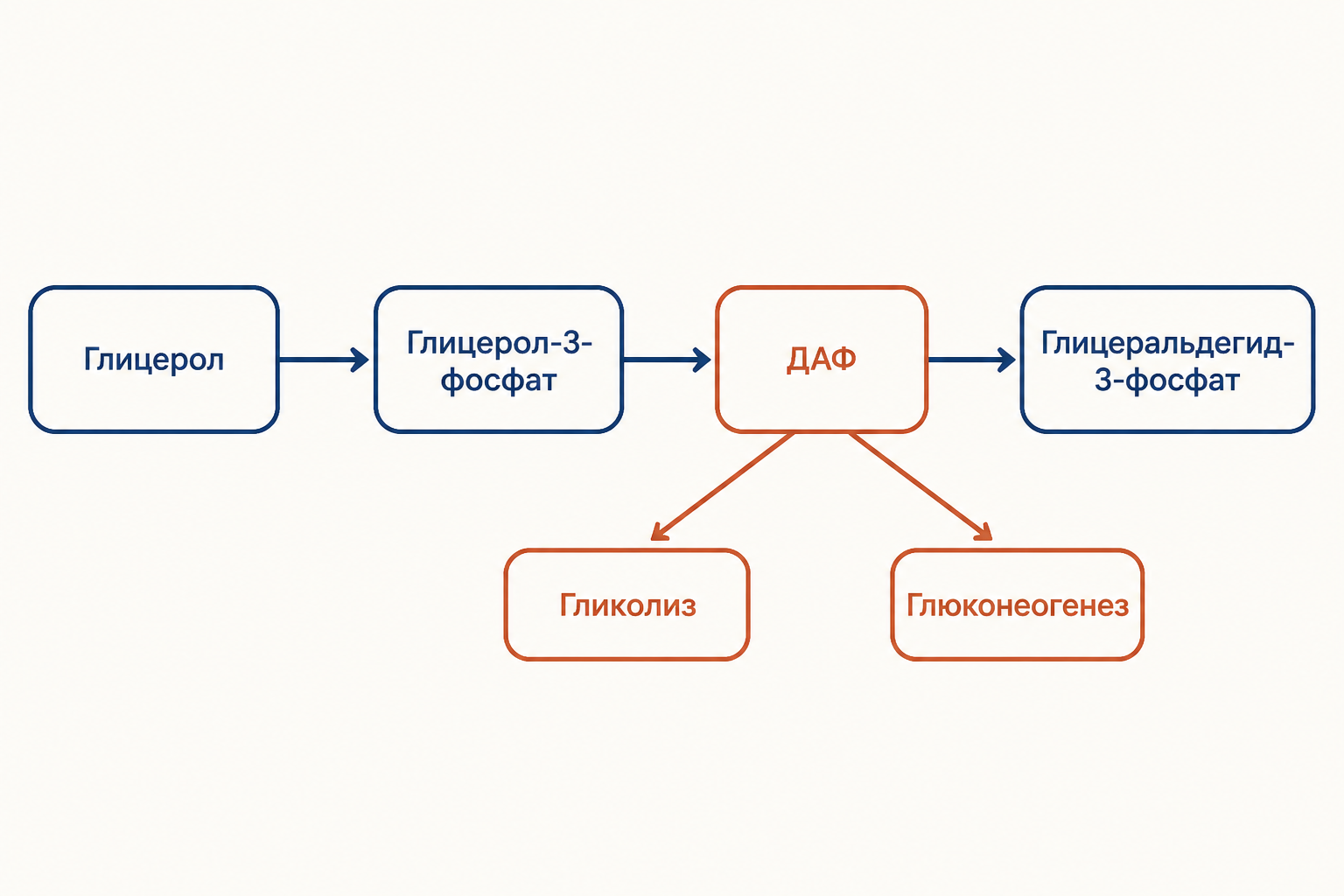 Схема превращения глицерола в глицерол-3-фосфат, ДАФ и глицеральдегид-3-фосфат с развилкой к гликолизу и глюконеогенезу