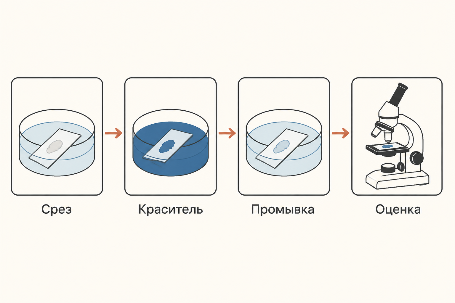 Схема общего протокола окраски: срез переводят в воду, окрашивают, промывают и оценивают под микроскопом