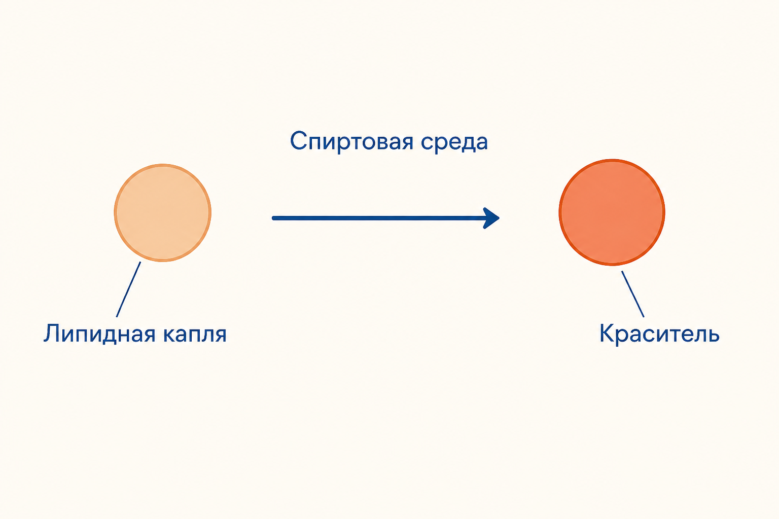 Схема принципа окраски: краситель из спиртовой среды переходит в липидную каплю и делает её оранжево-красной
