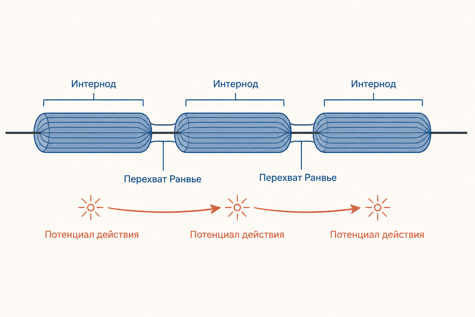 Схема миелинизированного аксона: интерноды, перехваты Ранвье и последовательное возникновение потенциала действия