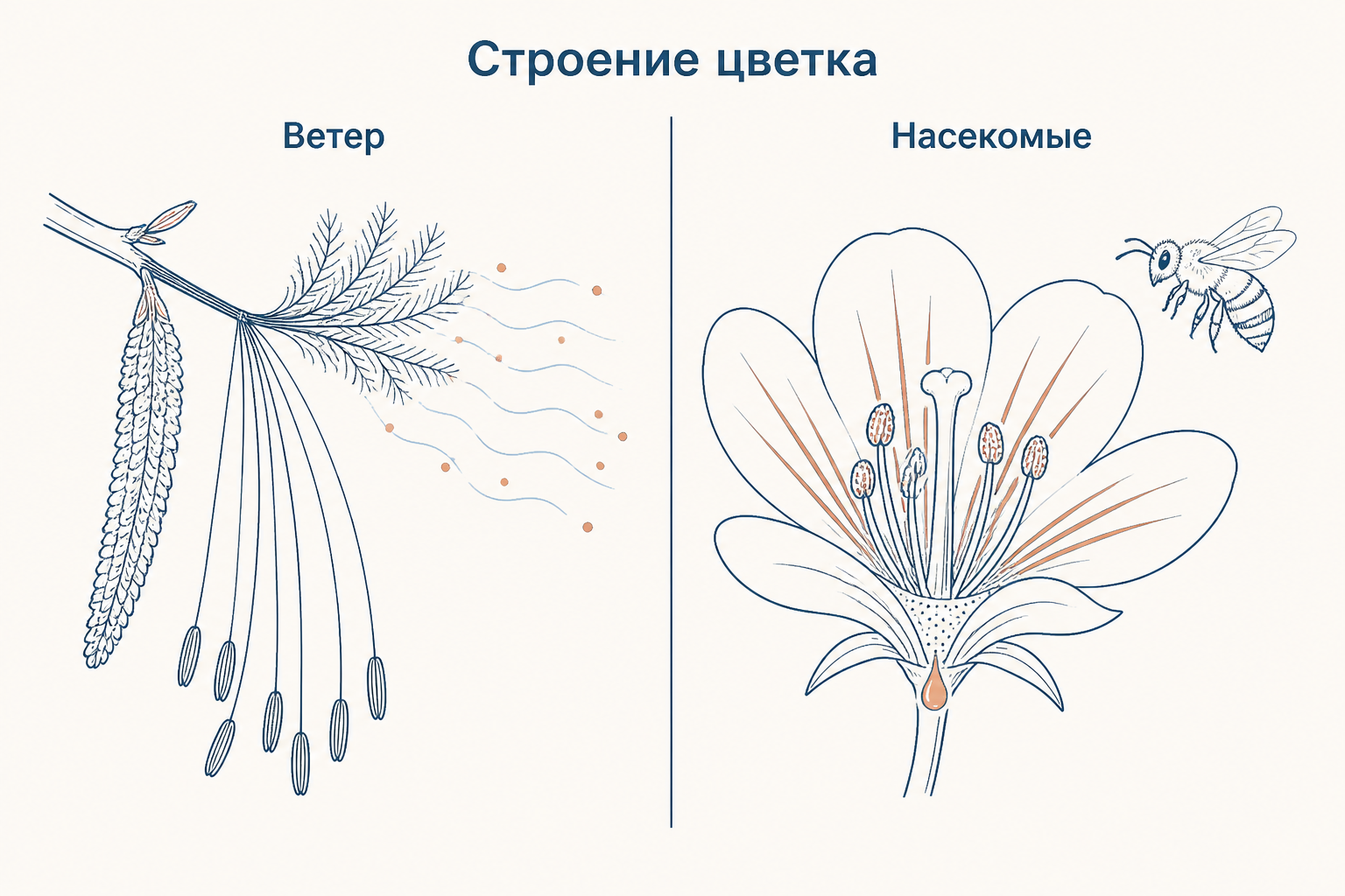 Сопоставление ветроопыляемого и насекомоопыляемого цветка: мелкий невзрачный околоцветник с висячими пыльниками против яркого венчика с нектарником