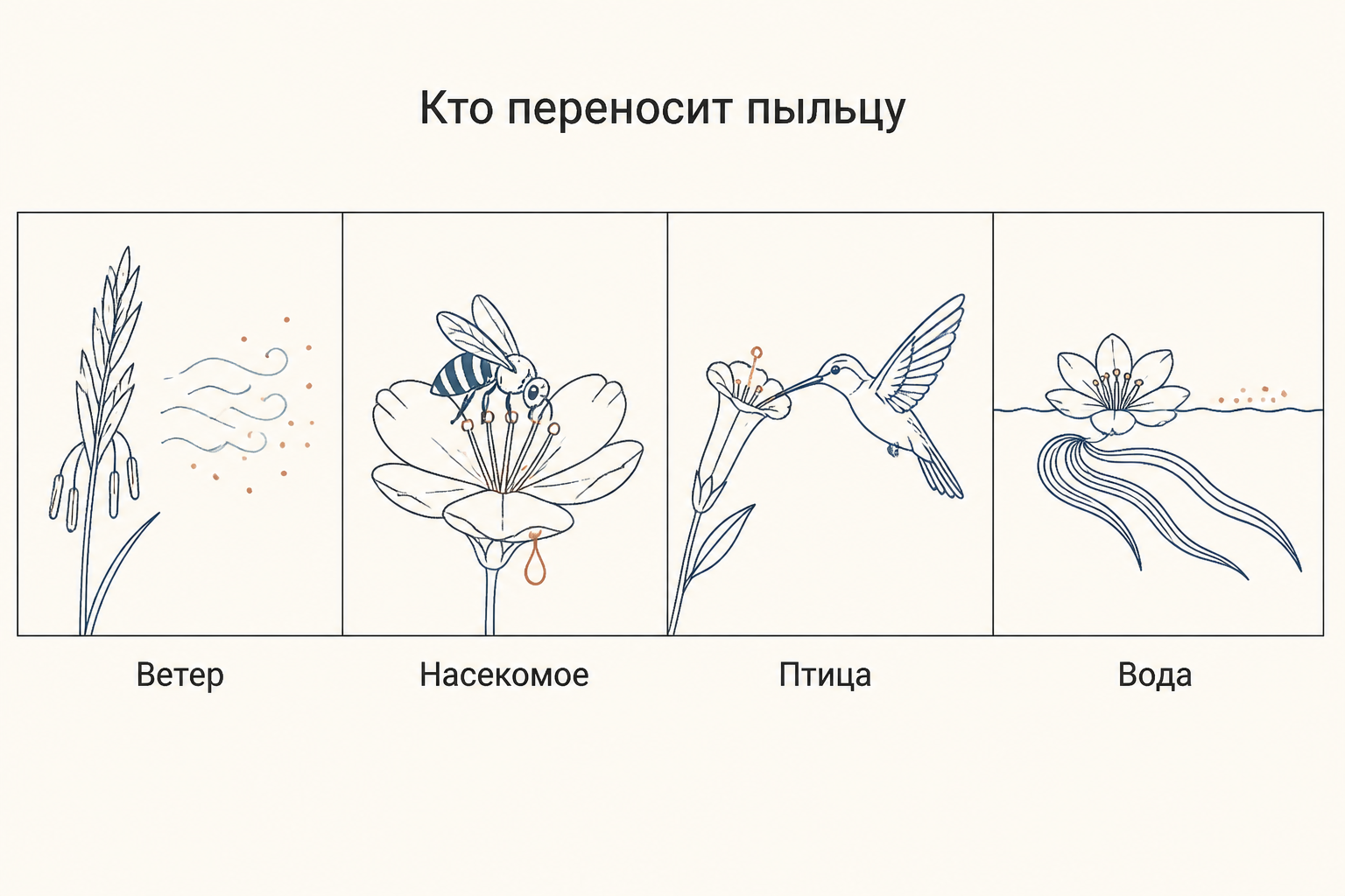 Четыре агента переноса пыльцы: ветер, насекомое, птица и вода, каждый рядом с типичным для него цветком