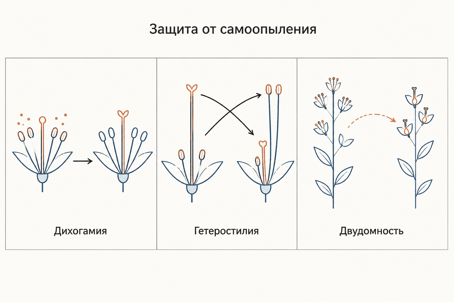Три способа помешать самоопылению: разное время созревания тычинок и пестика, длинные и короткие столбики, мужские и женские экземпляры