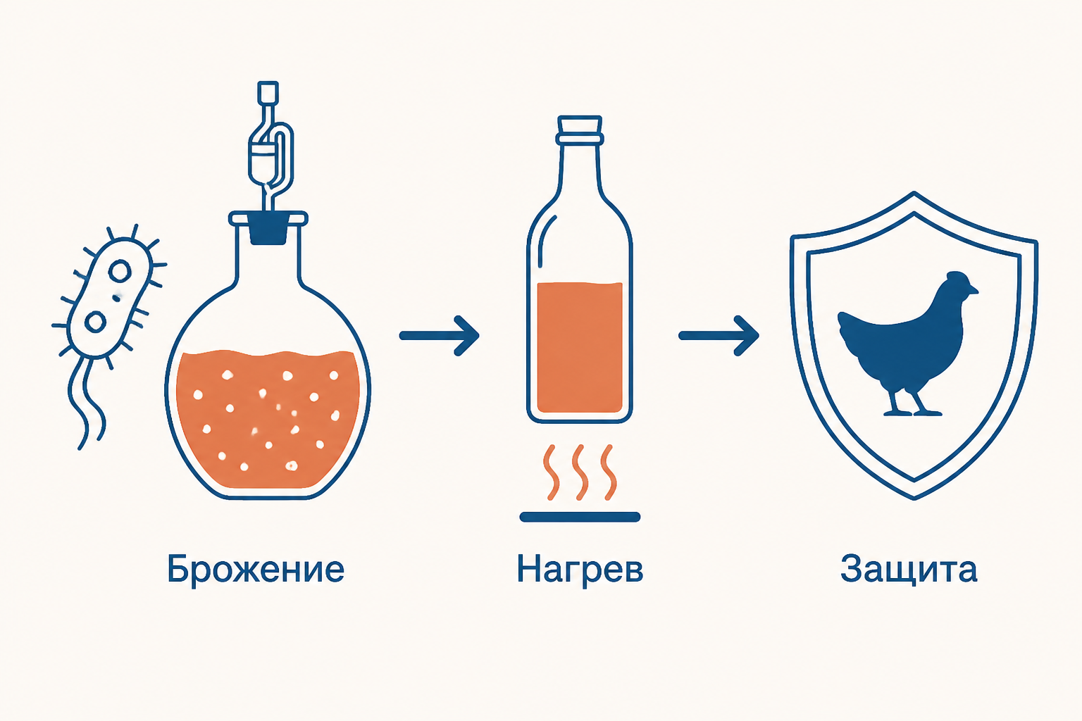 Логическая цепочка работ Пастера: микроорганизмы вызывают брожение, нагрев ограничивает порчу, ослабленный возбудитель формирует защиту