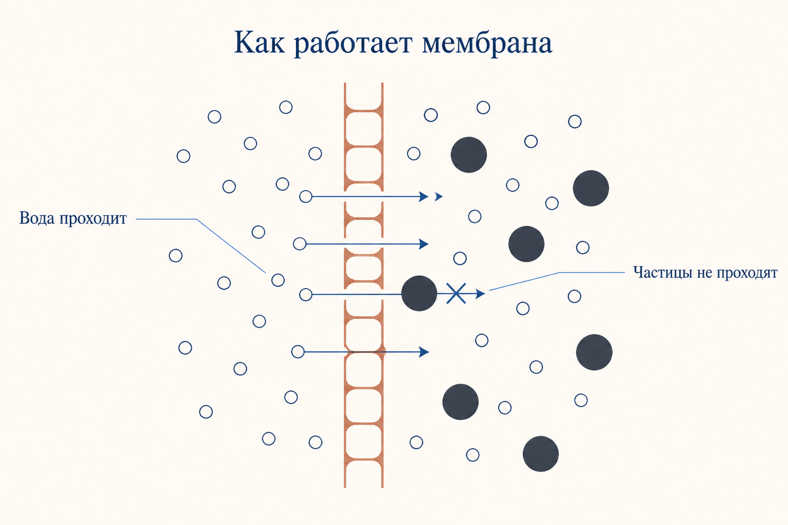 Полупроницаемая мембрана: молекулы воды проходят сквозь поры, крупные частицы растворённого вещества остаются с одной стороны