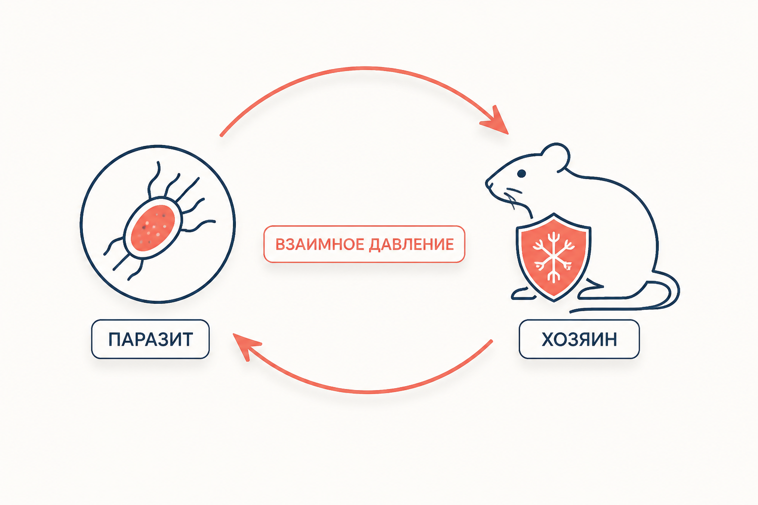 Жало рабочей пчелы защищает гнездо, но его потеря становится ценой для самой пчелы