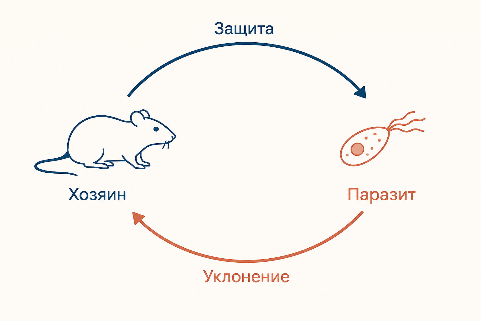 Паразит и хозяин изменяют условия друг для друга: защита хозяина и уклонение паразита образуют цикл