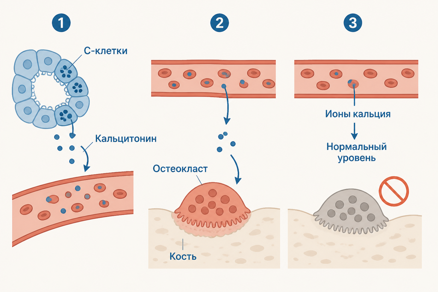 Схема показывает выделение кальцитонина C-клетками, его поступление в кровь и торможение остеокласта на поверхности кости