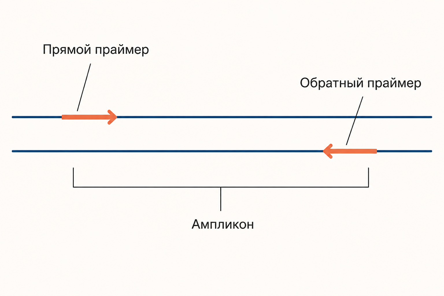 Участок ДНК с двумя праймерами: прямой садится на верхнюю цепь слева, обратный на нижнюю справа, синтез идёт навстречу, между ними выделен ампликон