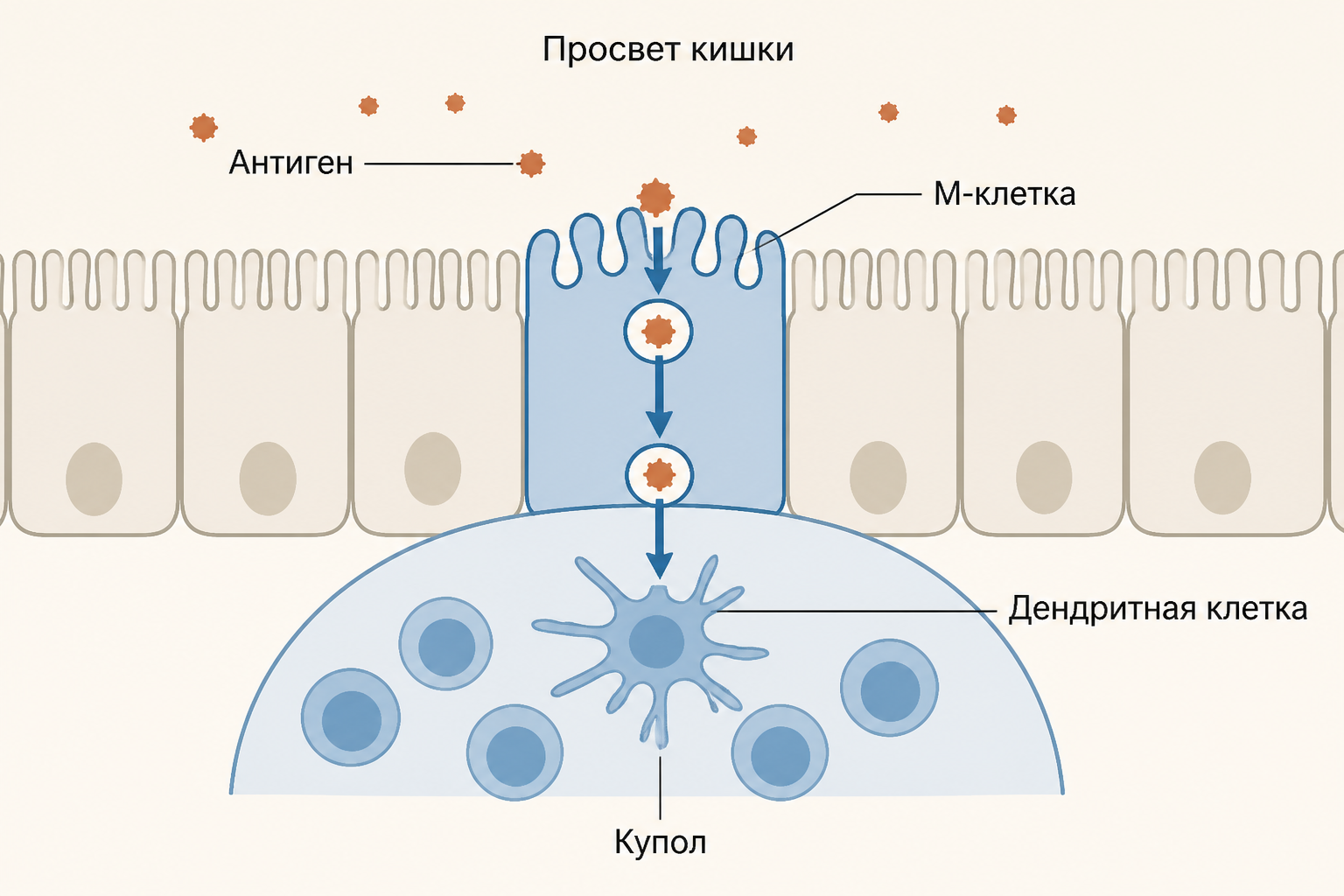 Путь антигена через М-клетку в субэпителиальный купол