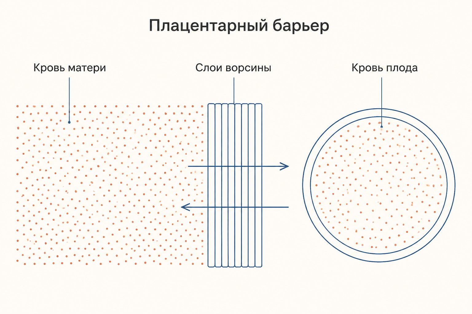 Гематоплацентарный барьер: зона материнской крови, стопка слоёв ворсины и капилляр с кровью плода, обмен идёт в обе стороны