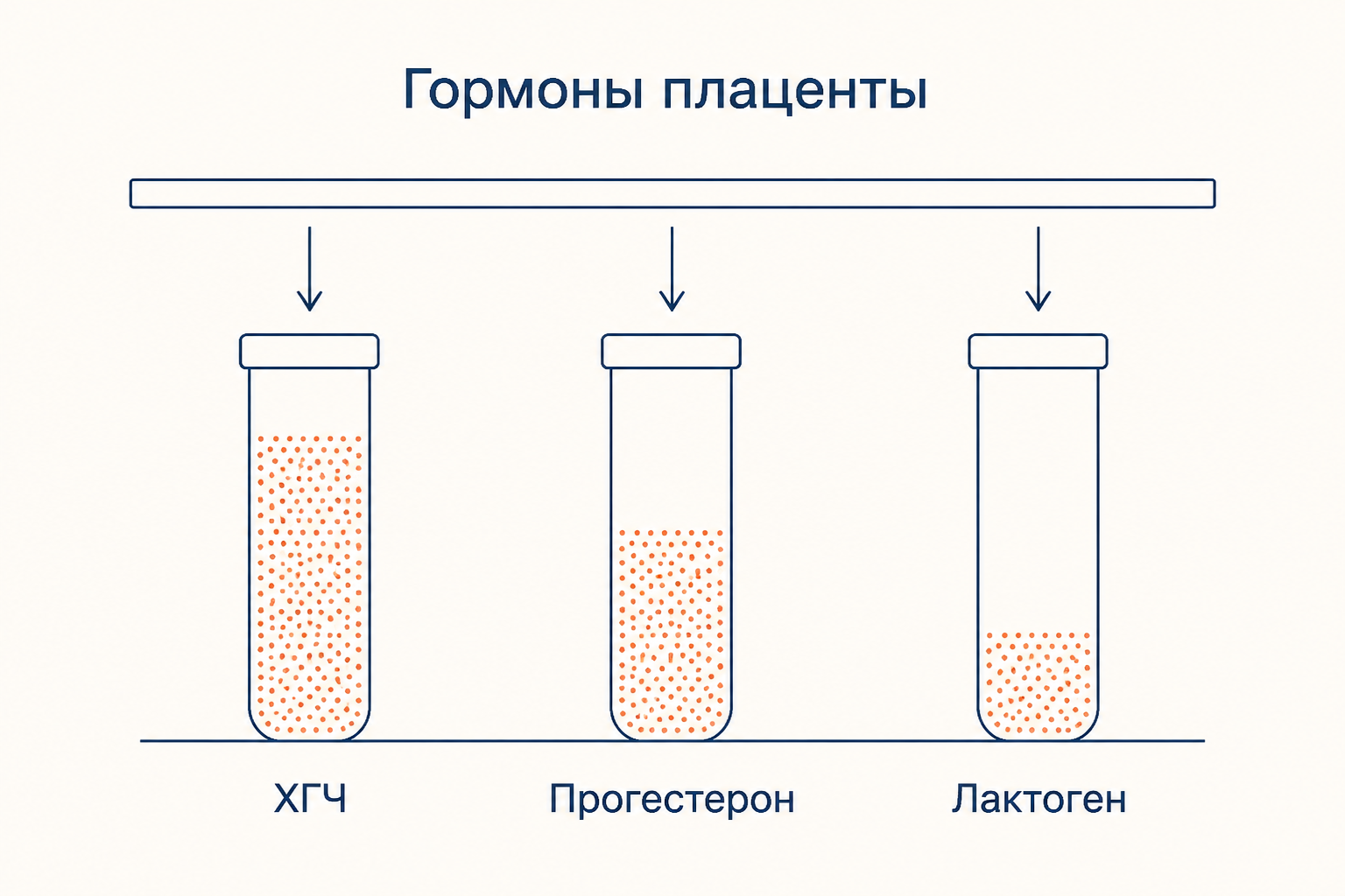 Гормоны плаценты: хорионический гонадотропин, прогестерон и плацентарный лактоген, которые синтезирует ткань плаценты
