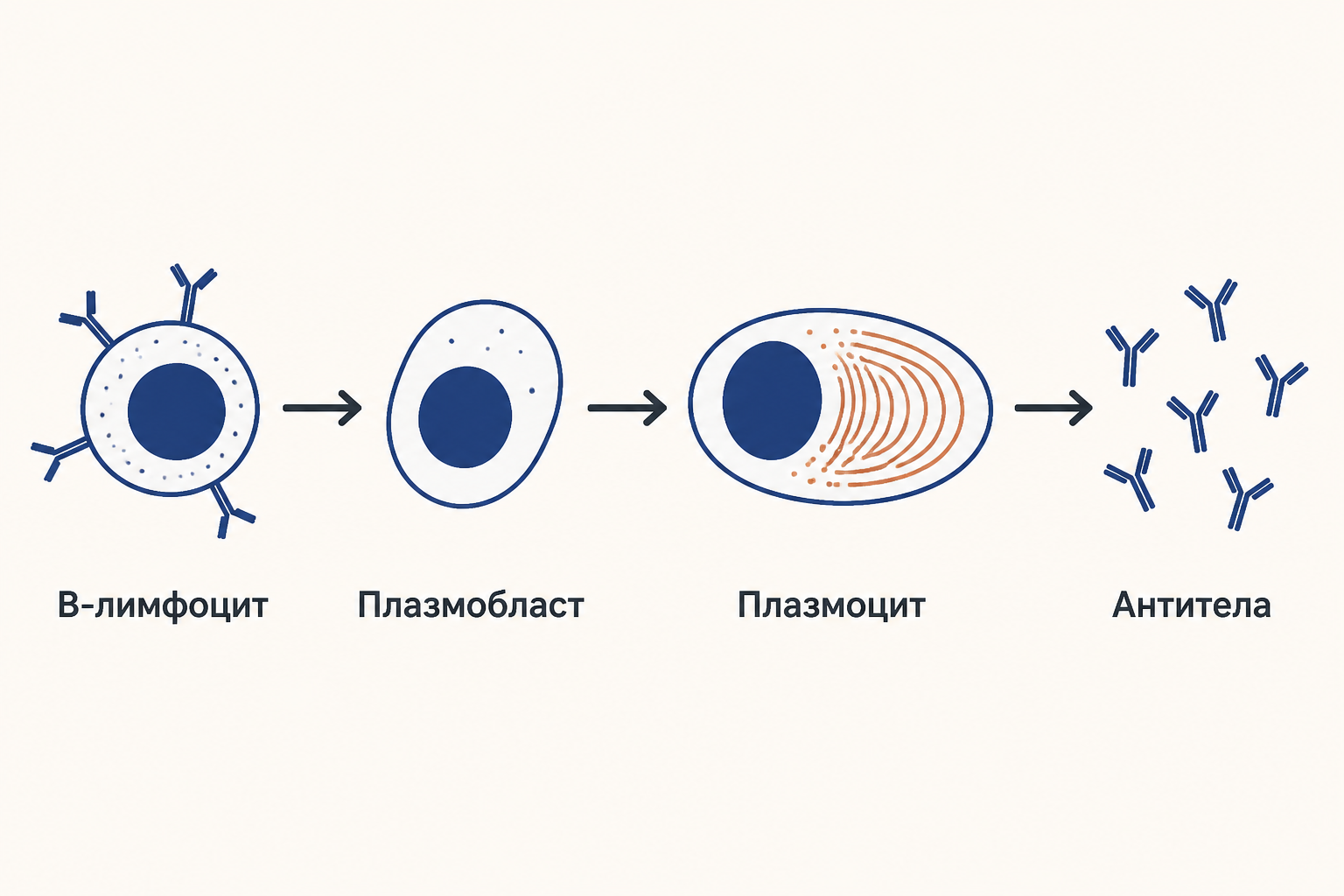 Схема дифференцировки: B-лимфоцит превращается в плазмобласт и плазмоцит, который выделяет антитела