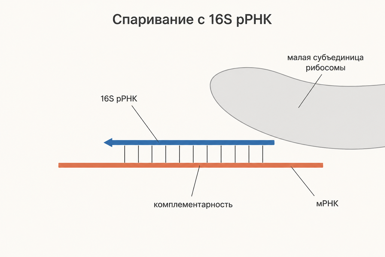 Спаривание участка Шайна-Дальгарно на мРНК с анти-SD участком на 3-конце 16S рРНК малой субъединицы рибосомы
