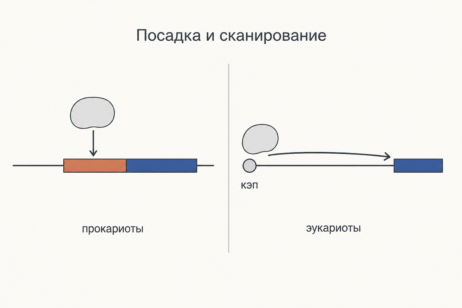 Сравнение прямой посадки рибосомы у прокариот и кэп-зависимого сканирования у эукариот