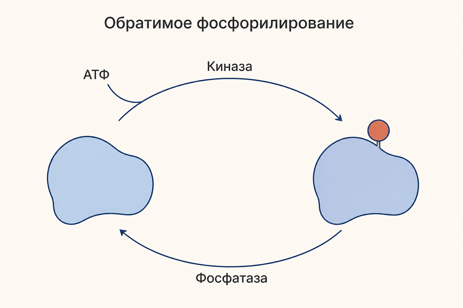 Фосфорилирование как обратимый переключатель: киназа переносит фосфат с АТФ на белок, фосфатаза снимает его обратно, две формы белка отличаются активностью