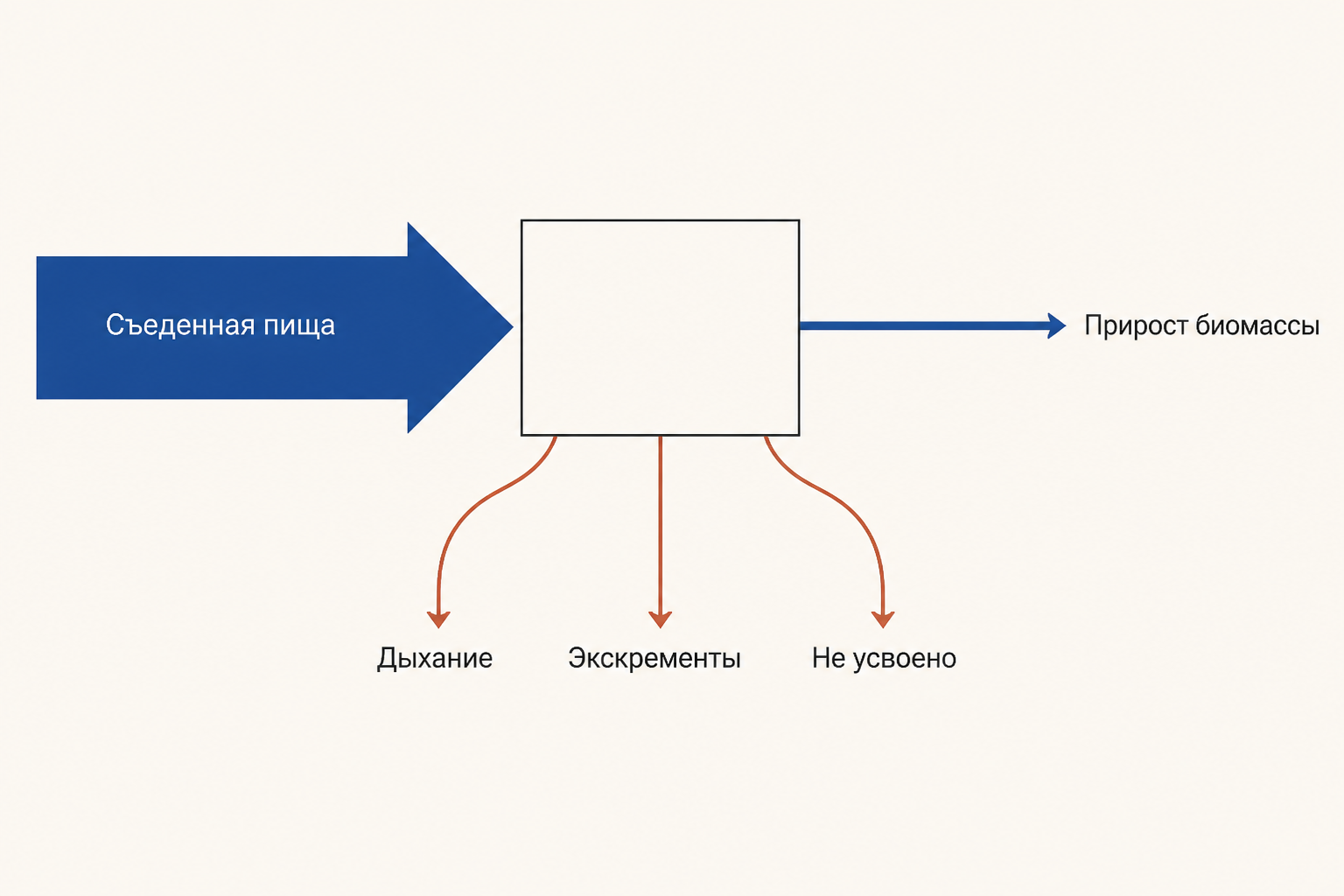 Схема потока энергии через один трофический уровень: широкий входящий поток съеденной пищи разветвляется на дыхание, экскременты и неусвоенную часть, а на следующий уровень уходит лишь тонкая струйка прироста биомассы.