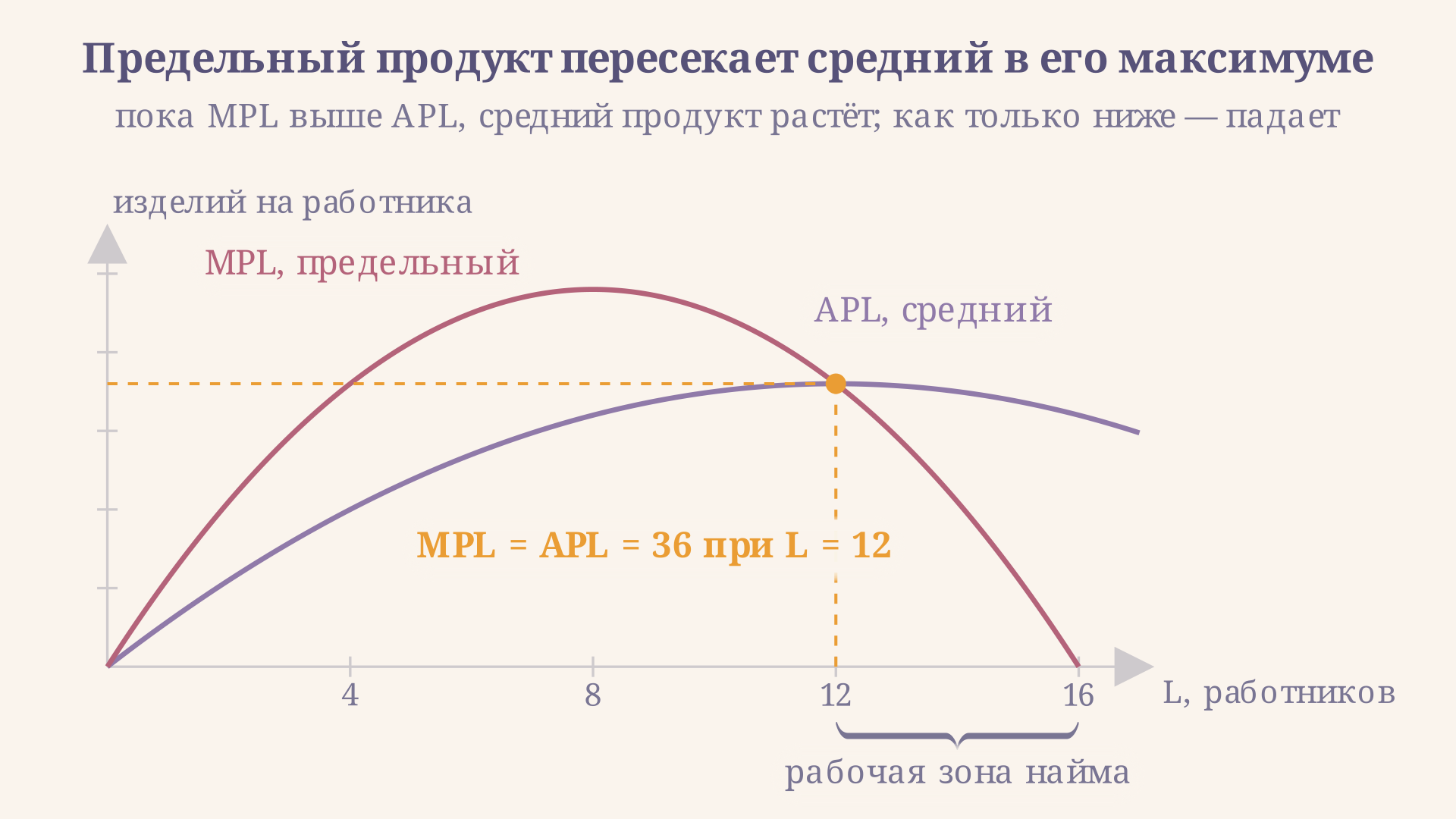 Предельный продукт пересекает средний в его максимуме: до двенадцати рабочих MPL выше APL и средняя выработка растёт, после пересечения MPL уходит вниз и тянет за собой средний продукт