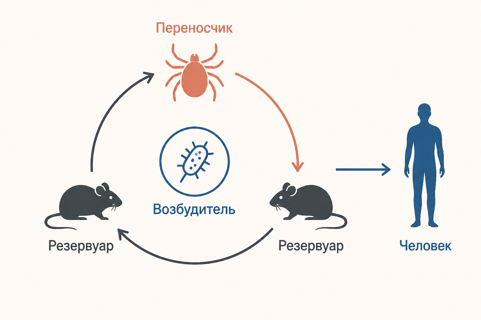 Схема природного очага: возбудитель циркулирует между переносчиком и резервуарными животными в ландшафте, человек показан как случайное звено