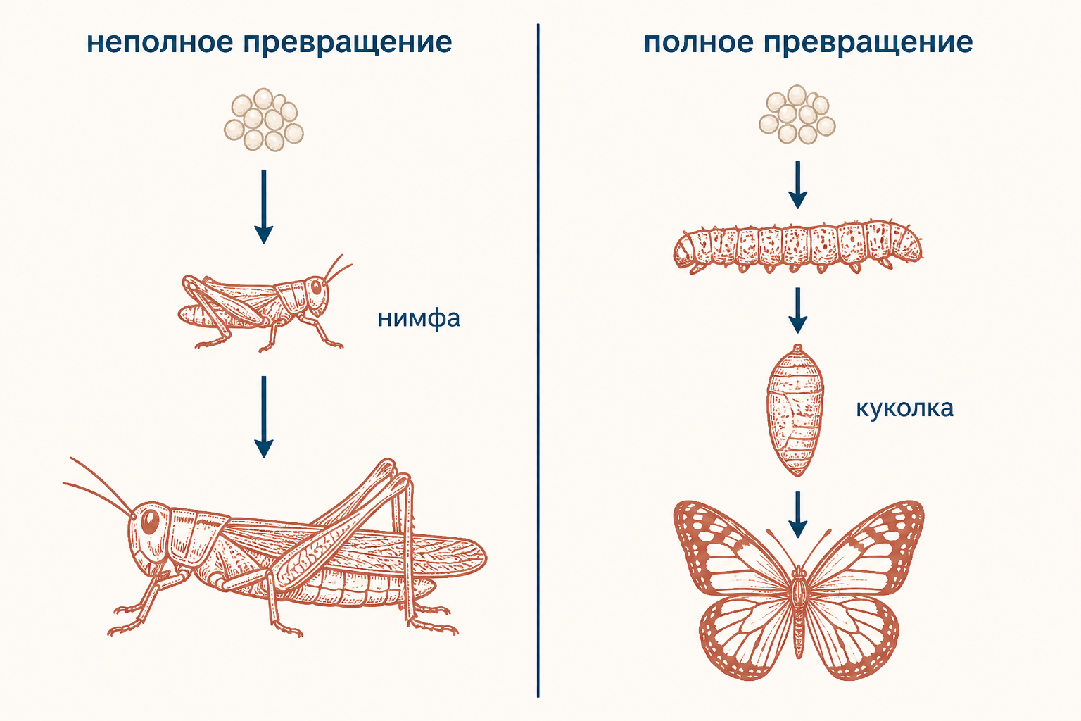 Два варианта развития насекомых: неполное превращение с нимфой и полное превращение с куколкой