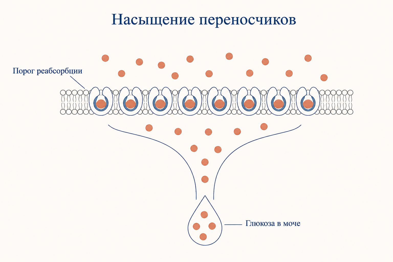 Насыщение переносчиков глюкозы: после превышения почечного порога избыток сахара уходит в мочу