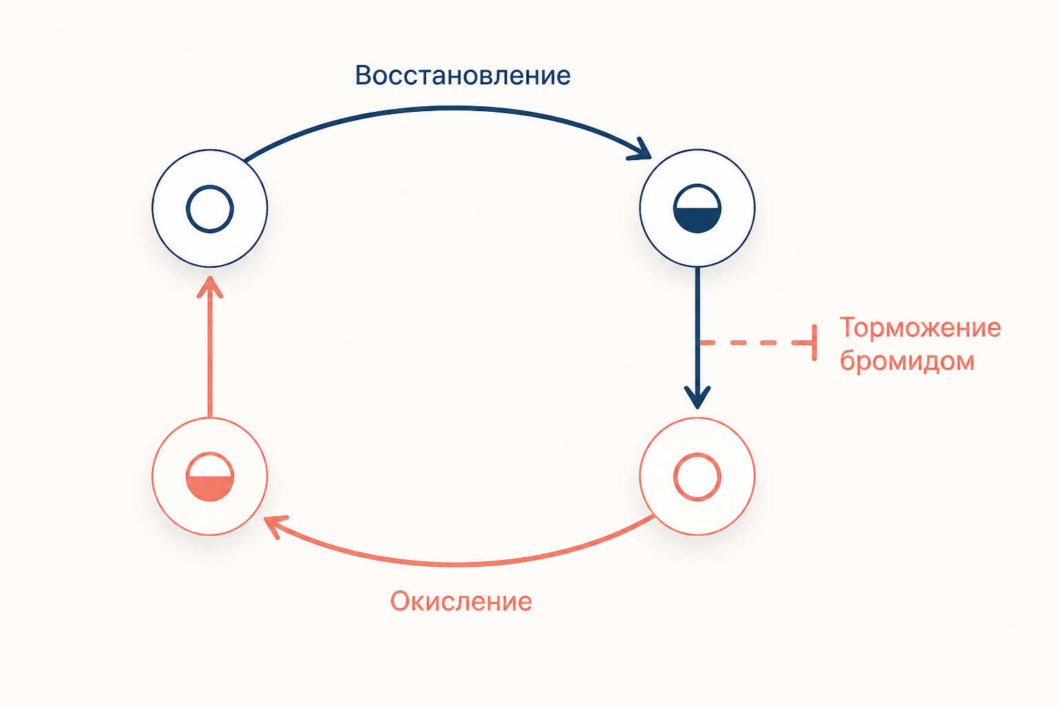 Схема чередования окисленной и восстановленной формы катализатора в колебательной реакции