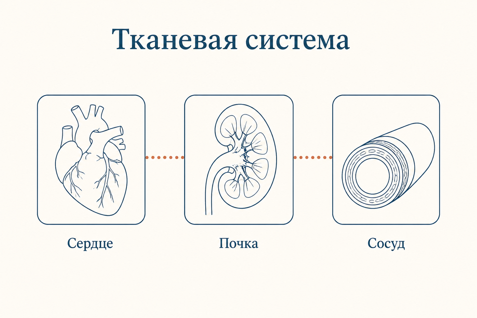 Тканевые ренин-ангиотензиновые системы: собственные каскады в сердце, почке и стенке сосуда