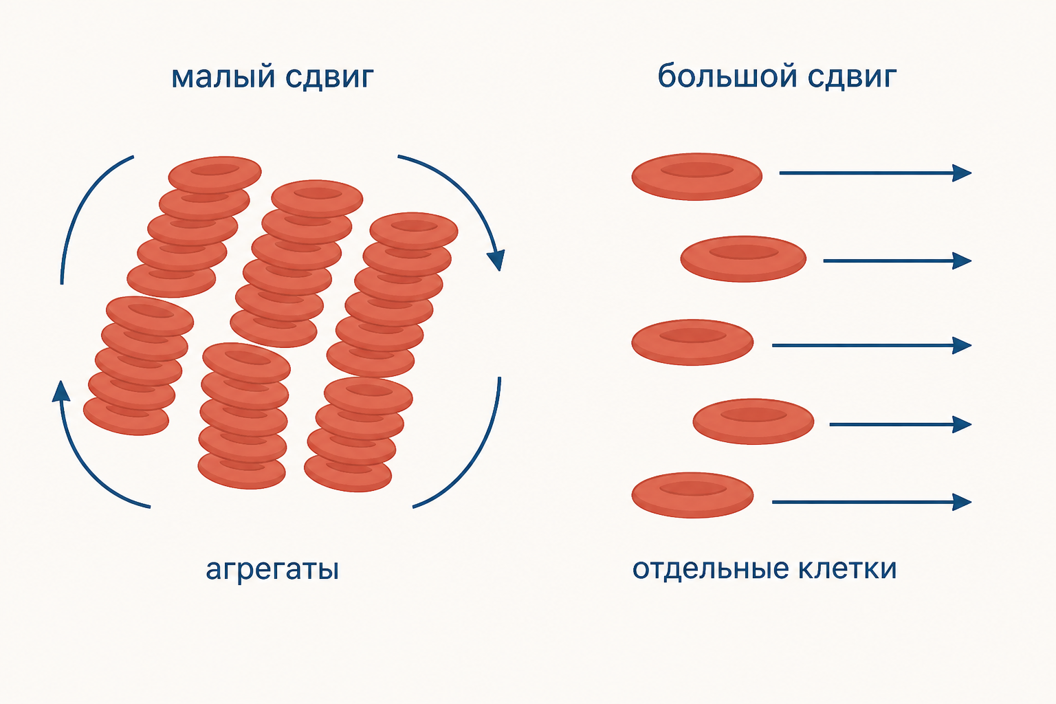 Эритроциты образуют агрегаты при малой скорости сдвига и разделяются при высокой