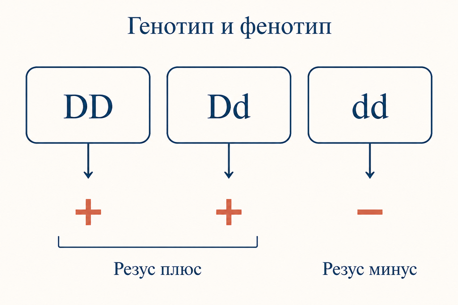 Схема наследования резус фактора: генотипы DD, Dd и dd и соответствующие им фенотипы резус плюс и резус минус