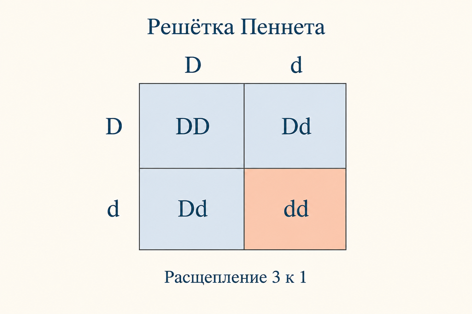 Решётка Пеннета для скрещивания двух гетерозигот Dd на Dd с расщеплением три к одному