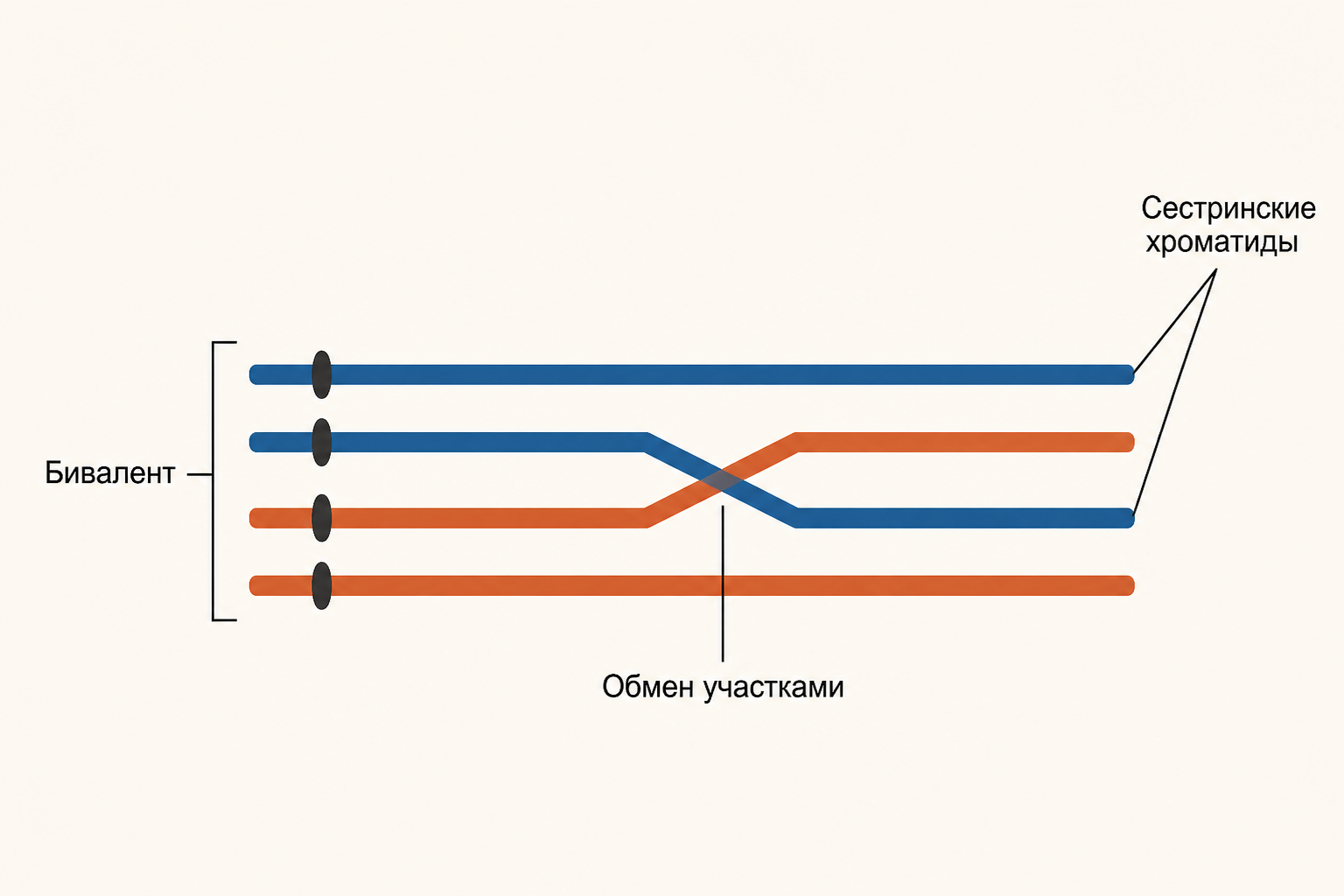 Схема кроссинговера: гомологичные хромосомы в биваленте, хиазма и обмен участками между несестринскими хроматидами