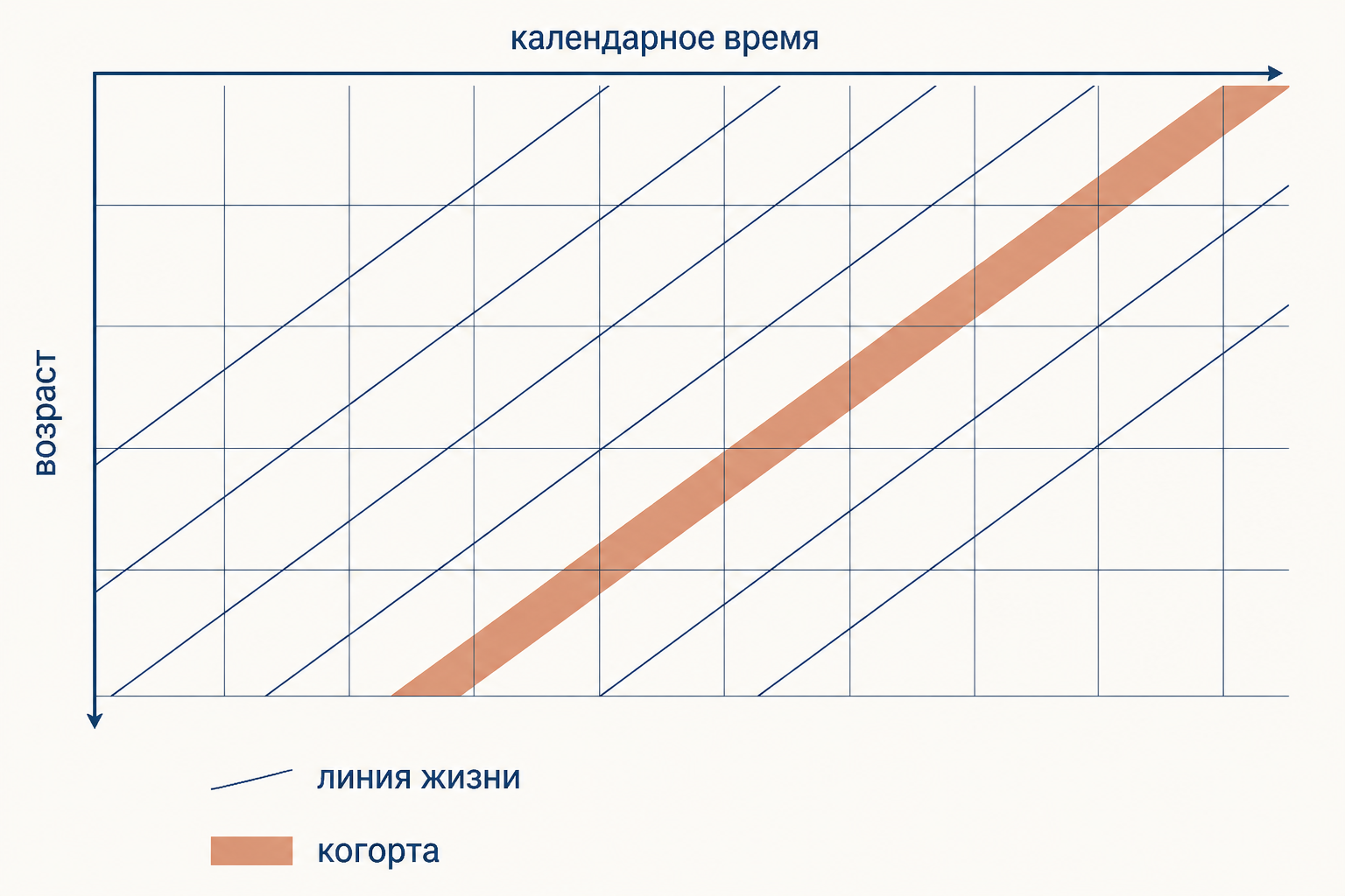 Сетка Лексиса с осями календарного времени и возраста, линиями жизни и когортами