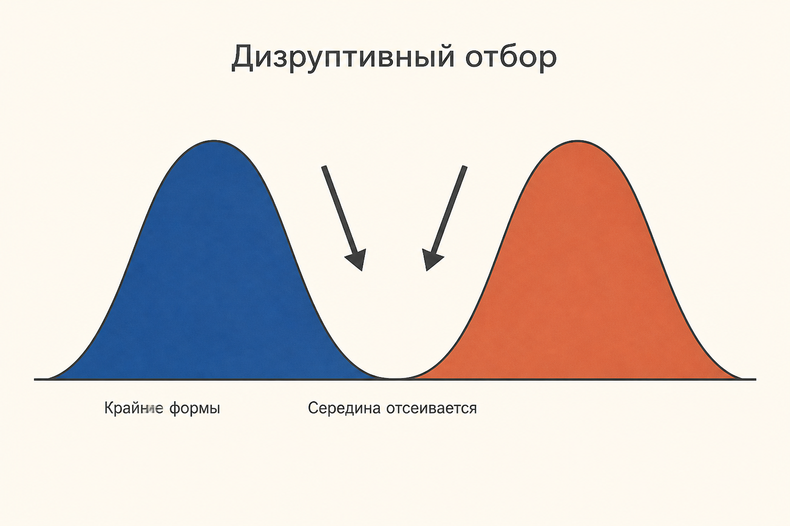 Дизруптивный отбор: два крайних варианта признака выигрывают, промежуточные формы отсеиваются, и единая кривая распределения распадается на две