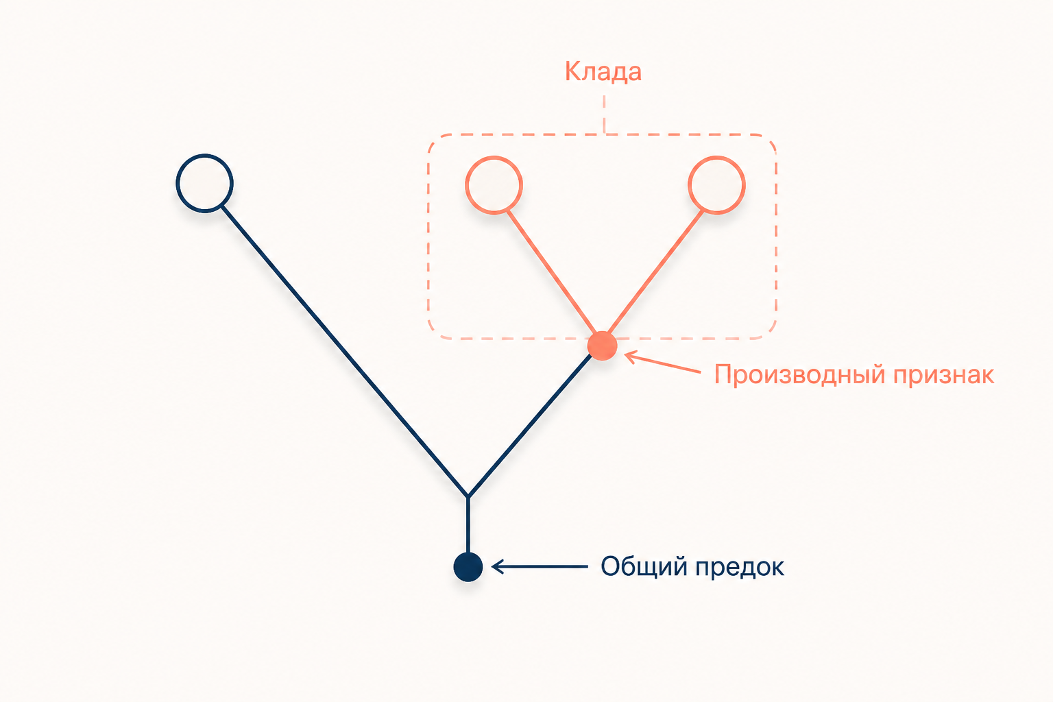 Схема кладистики: общий производный признак отмечен на ветви и объединяет два дочерних таксона в кладу