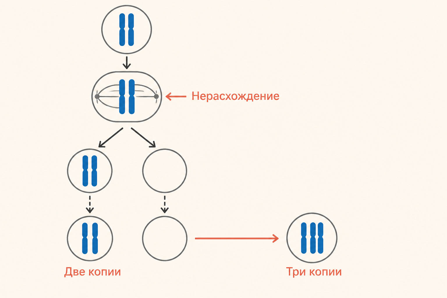 Нерасхождение 21-х хромосом в мейозе и образование клетки с тремя копиями