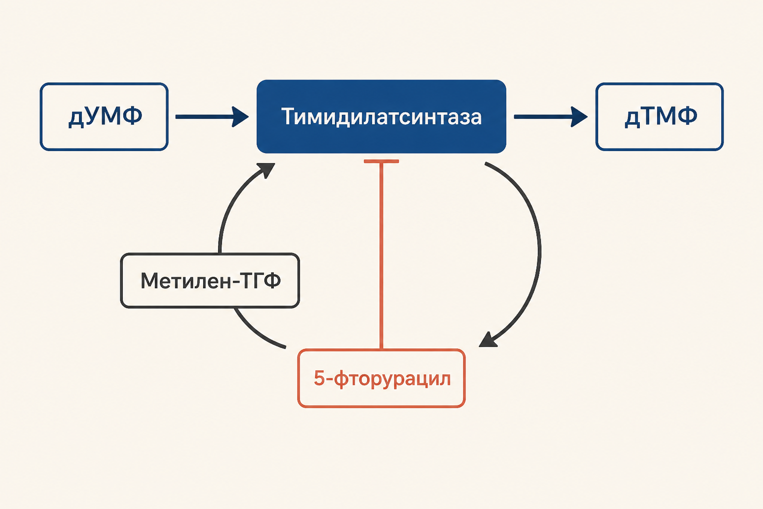 КФС I действует в митохондрии с аммиаком, а КФС II в цитоплазме с глутамином
