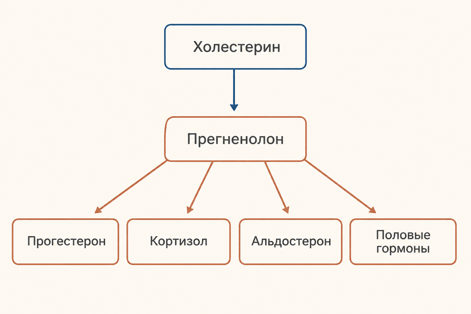 Схема ветвления синтеза: из холестерина через прегненолон образуются прогестерон, кортизол, альдостерон и половые гормоны
