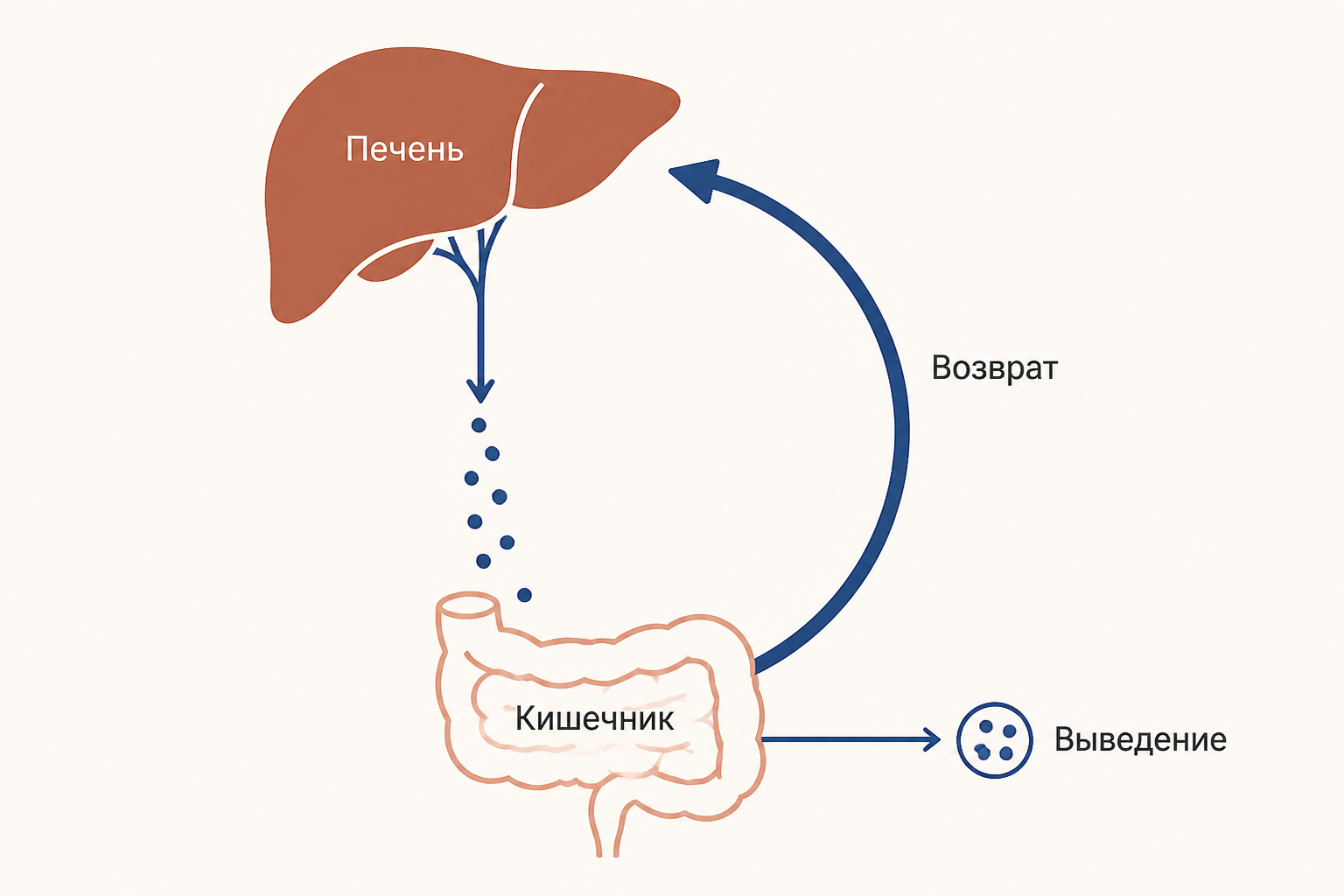 Энтерогепатическая циркуляция желчных кислот между печенью и кишечником