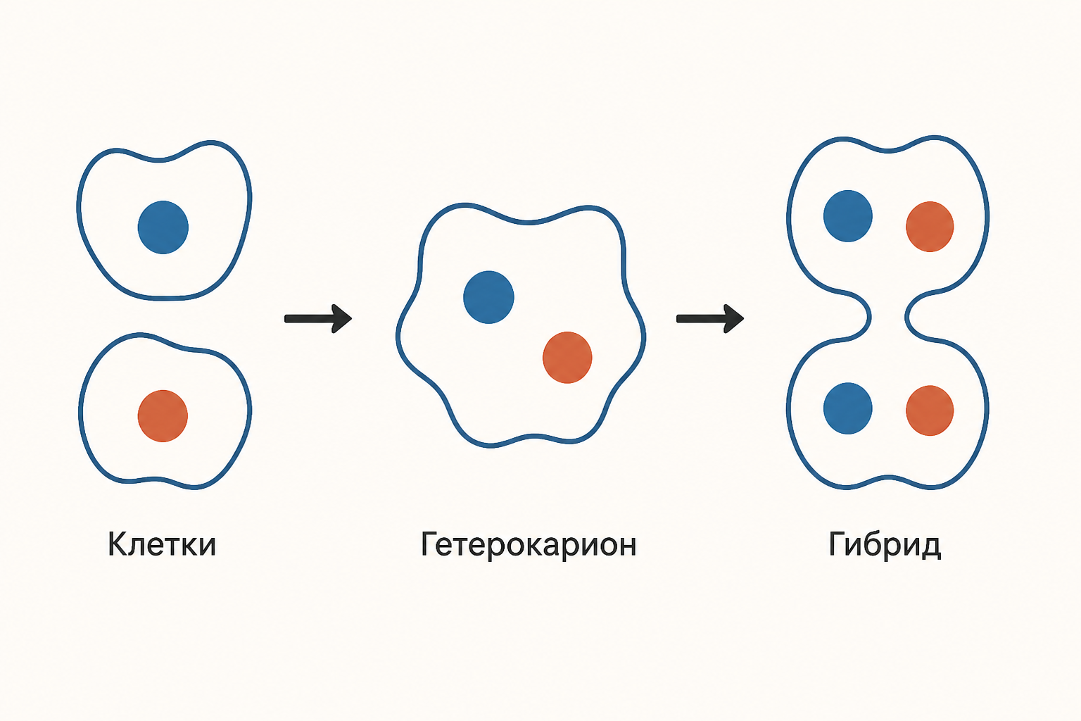 Схема: две соматические клетки сливаются в гетерокарион, затем образуют делящийся клеточный гибрид
