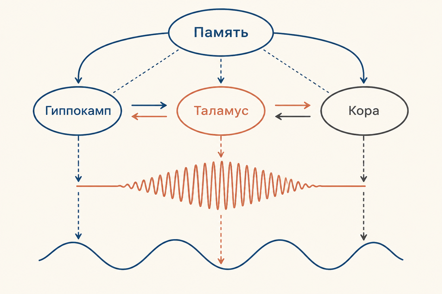 Схема консолидации памяти: медленная волна синхронизирует гиппокамп, таламус, веретено и кору