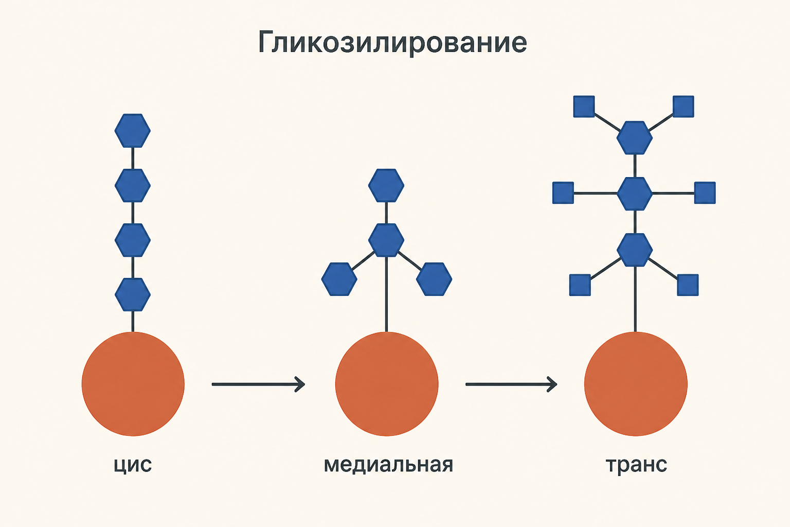 Ветвление гликана по цистернам: от маннозной цепочки в цис-отделе к разветвлённому комплексному гликану в транс-отделе